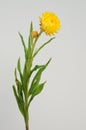 Yellow helichrysum Straw flower bloomingÃÂ on white background